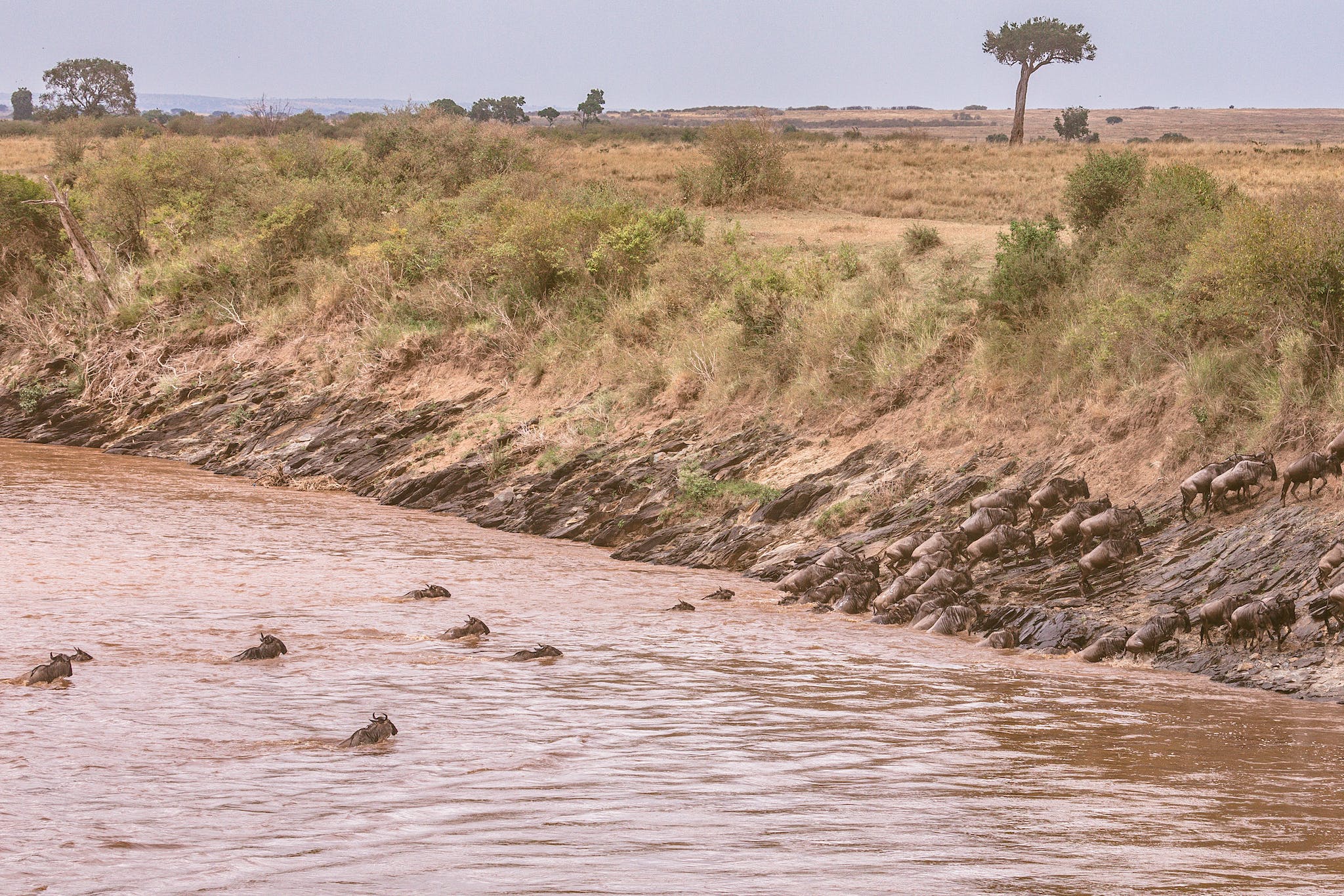 Confusion of wildebeests swimming across deep muddy river during great migration in grassy savanna in Africa