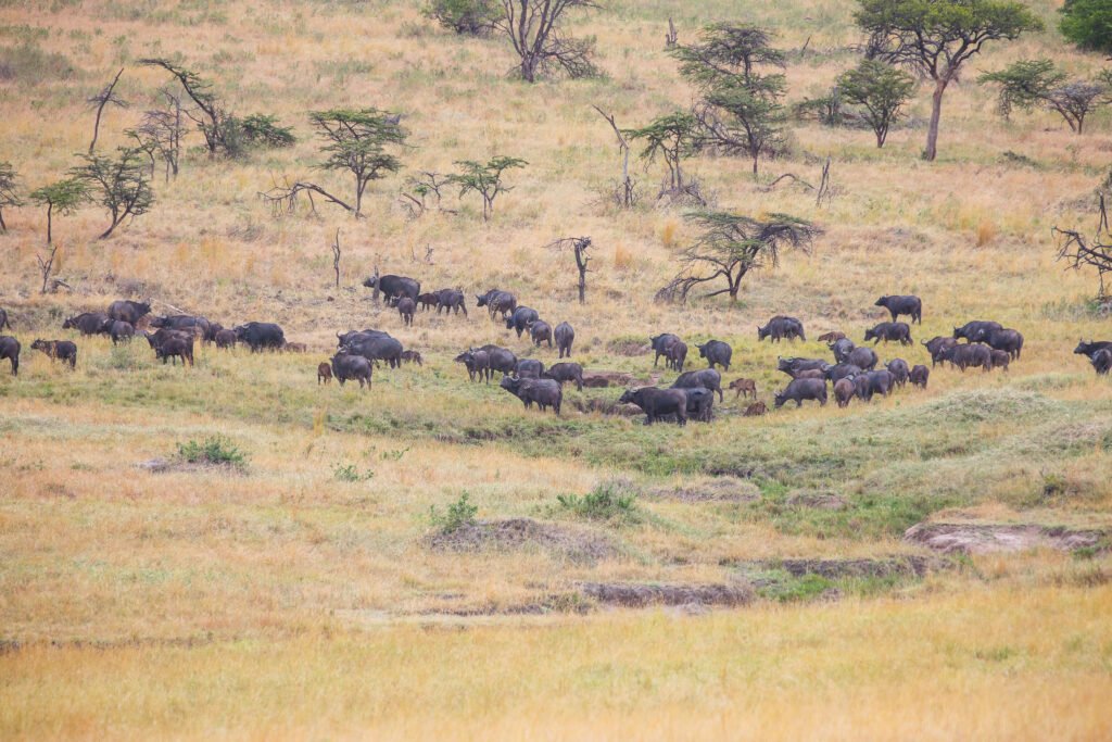 5 Days Safari in Tanzania