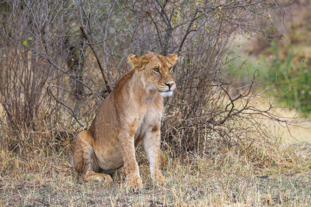 2 Day Tanzania safari Tours