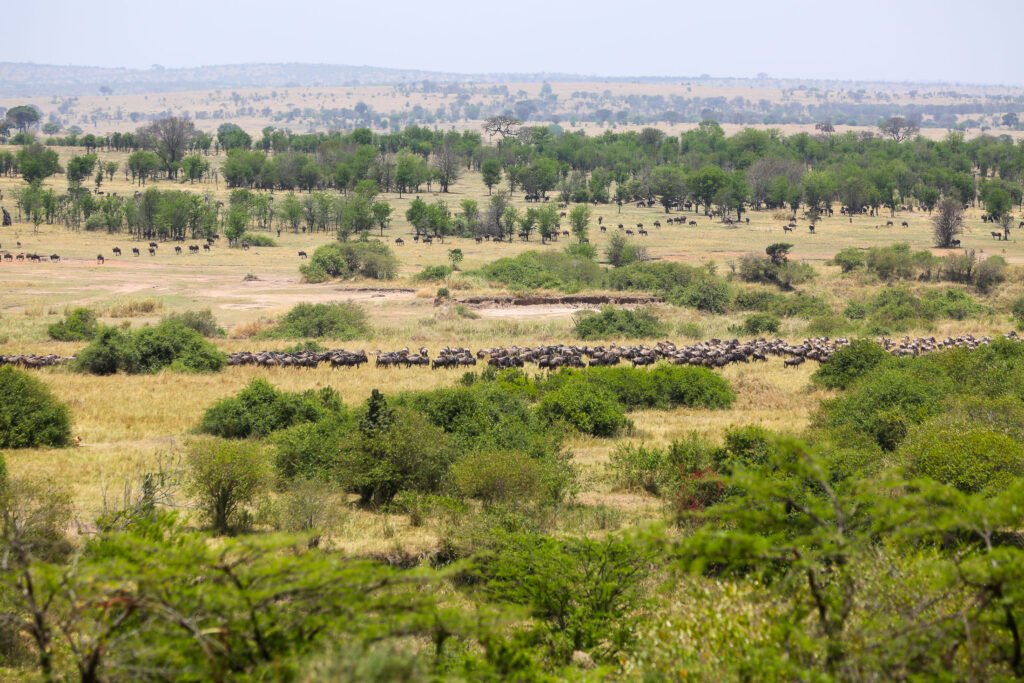 6 Days Tanzania safari