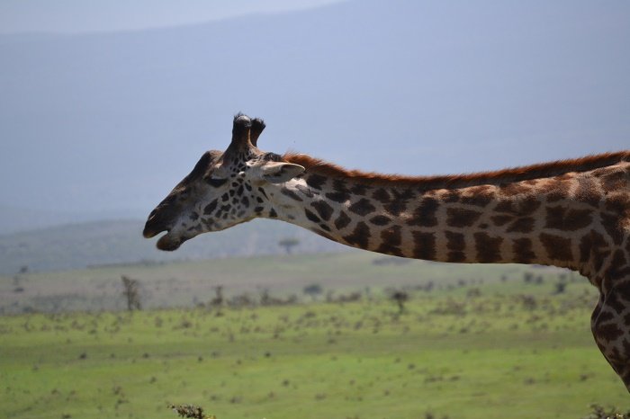 13 days East Africa Safari